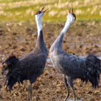 Hooded Crane