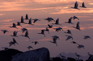 spoonbill