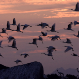 spoonbill