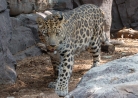 amur leopard