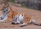 Amur tiger