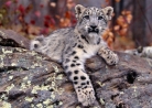SLcub